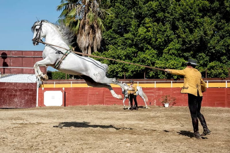 Fuengirola: Spanish Horse Show with Optional Dinner/Flamenco - Dinner at 19:45: paella and the trophy-room atmosphere