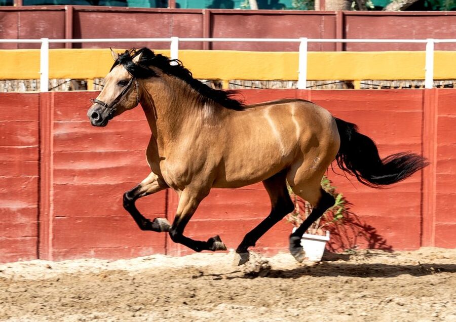 Fuengirola: Spanish Horse Show with Optional Dinner/Flamenco - Flamenco at 21:30: soleas, fandangos, and a fun ending