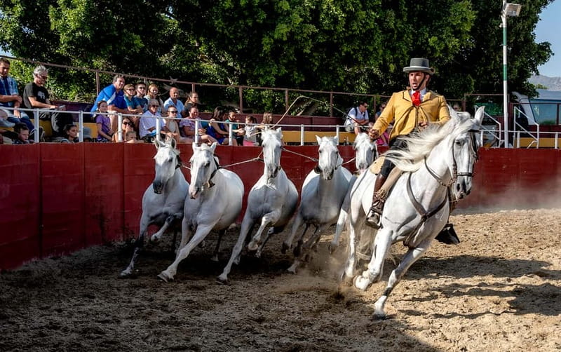 Fuengirola: Spanish Horse Show with Optional Dinner/Flamenco - Getting there from the Coast: the free bus pickups and timing