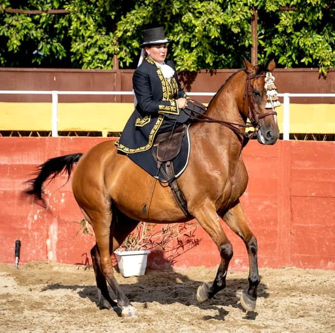 Fuengirola: Spanish Horse Show with Optional Dinner/Flamenco - Price and value: what $41 buys you (when you choose the right option)