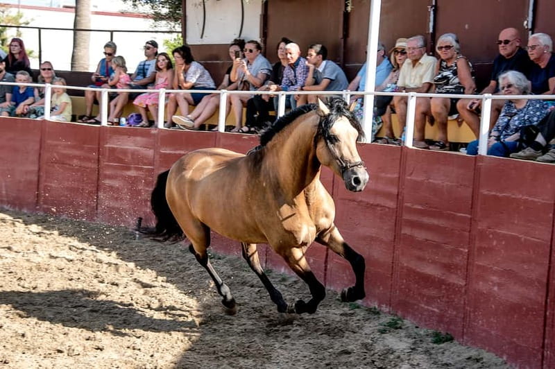 Fuengirola: Spanish Horse Show with Optional Dinner/Flamenco - Horse show at 18:00: Salvador Sanchez and the Cartujano routines